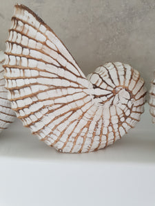 NAUTILUS WHITE WASHED