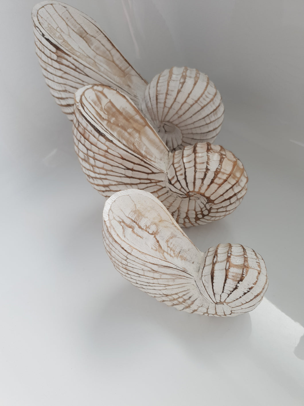 NAUTILUS WHITE WASHED